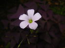 Oxalis Atropurpurea (2014, Sep.12)