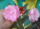 DSCN8607