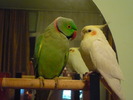 P1000985 rory si niki