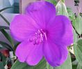 Tibouchina