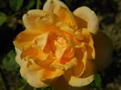 Brandy