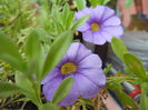 Calibrachoa Blue (2014, Sep.09)