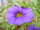 Calibrachoa Blue (2014, Sep.12)