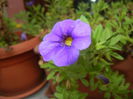 Calibrachoa Blue (2014, Sep.12)