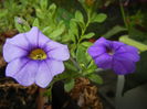 Calibrachoa Blue (2014, Sep.12)