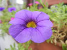 Calibrachoa Blue (2014, Sep.12)