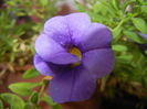 Calibrachoa Blue (2014, Sep.12)