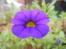 Calibrachoa Blue (2014, Sep.12)