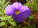Calibrachoa Blue (2014, Sep.12)