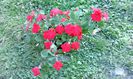 IMPATIENS (SPORUL CASEI )