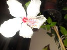 Arnotianus