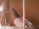 Fotografii-0023