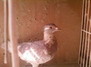 Fotografii-0026