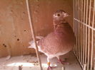 Fotografii-0038