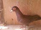 Fotografii-0047