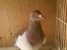 Fotografii-0049