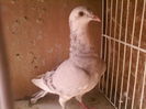 Fotografii-0056