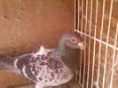 Fotografii-0064