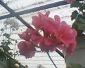 SUNP0031