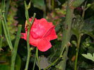 DSCN8972