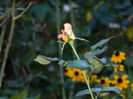DSCN8973