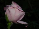 DSCN8978