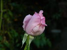 DSCN8979