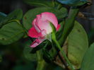 DSCN8985