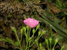 DSCN8988