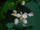 DSCN9005