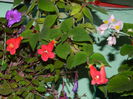 DSCN9006