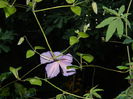 DSCN9009
