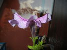 Petunia (2014, September 09)