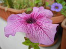 Petunia (2014, September 09)