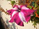 Petunia (2014, September 09)