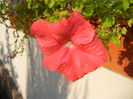 Petunia (2014, September 09)