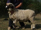 gusti 094