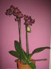 Picture My plants 1228