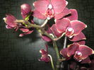 Picture My plants 1233