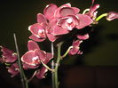 Picture My plants 1243