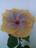 CAM00196
