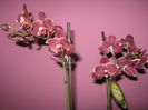 Picture My plants 1232