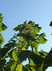 DSCF4274