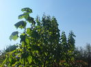 DSCF4283