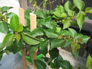 Picture My plants 1255