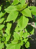 Bouguvillea