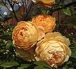 Crown Princess Margareta