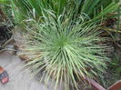 AGAVE STRICTA 150 RON