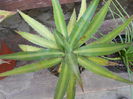 AGAVE MONTANA 30