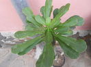 EUPHORBIA MULEANA 150 RON 1 M INALTIME